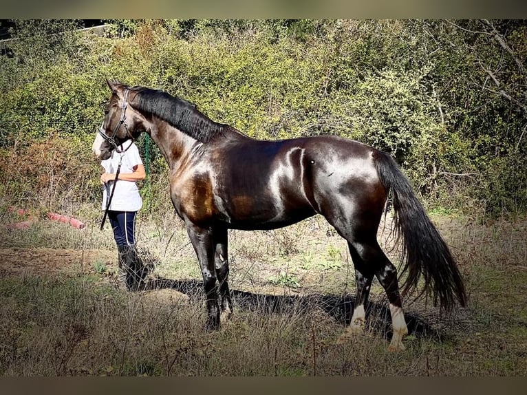 KWPN Giumenta 11 Anni 172 cm Morello in Comps