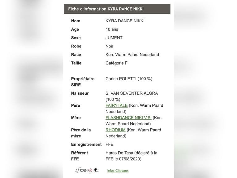 KWPN Giumenta 11 Anni 172 cm Morello in Comps
