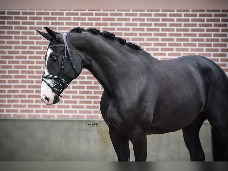 KWPN Giumenta 11 Anni 172 cm Morello in Comps