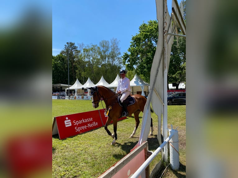 KWPN Giumenta 11 Anni 173 cm Baio in Simmershofen