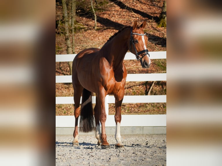 KWPN Giumenta 11 Anni 174 cm Sauro in Nettersheim