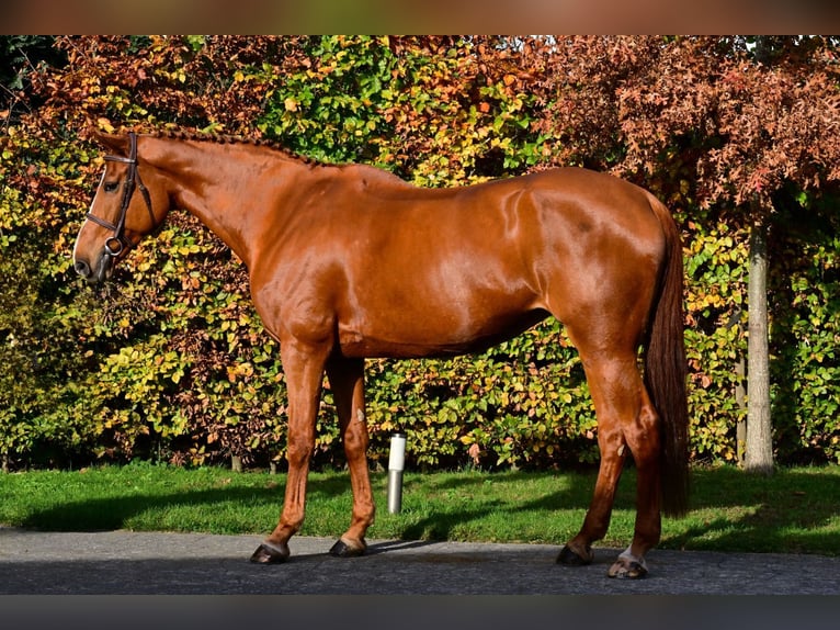 KWPN Giumenta 11 Anni 174 cm Sauro in Bladel