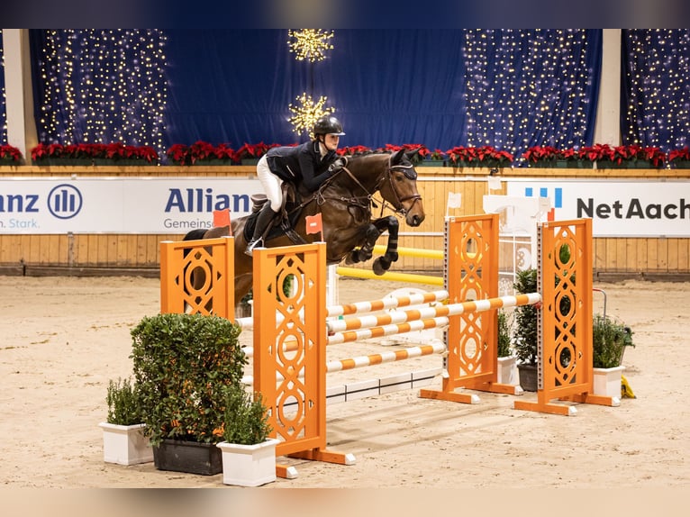 KWPN Giumenta 11 Anni 176 cm Baio scuro in Schwalmtal