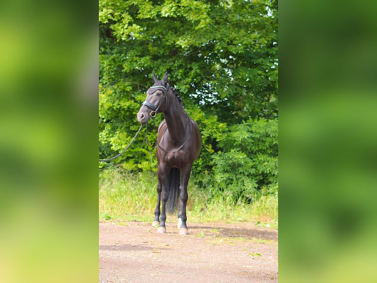 KWPN Giumenta 11 Anni 178 cm Morello in Kampen