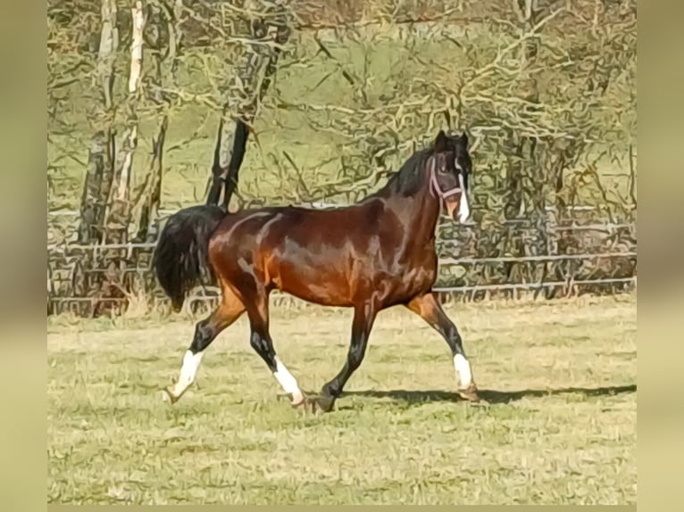 KWPN Giumenta 12 Anni 155 cm Baio in Ehrenberghilders