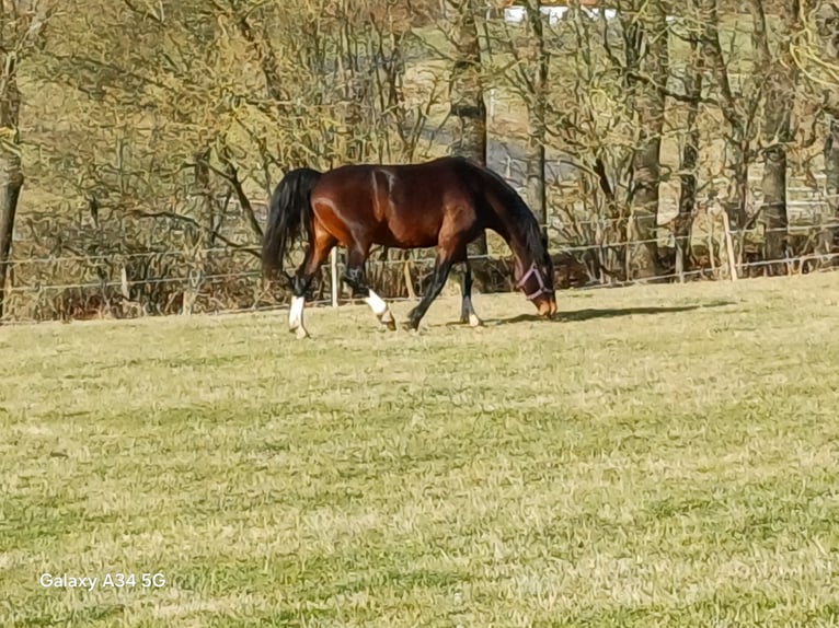 KWPN Giumenta 12 Anni 155 cm Baio in Ehrenberghilders