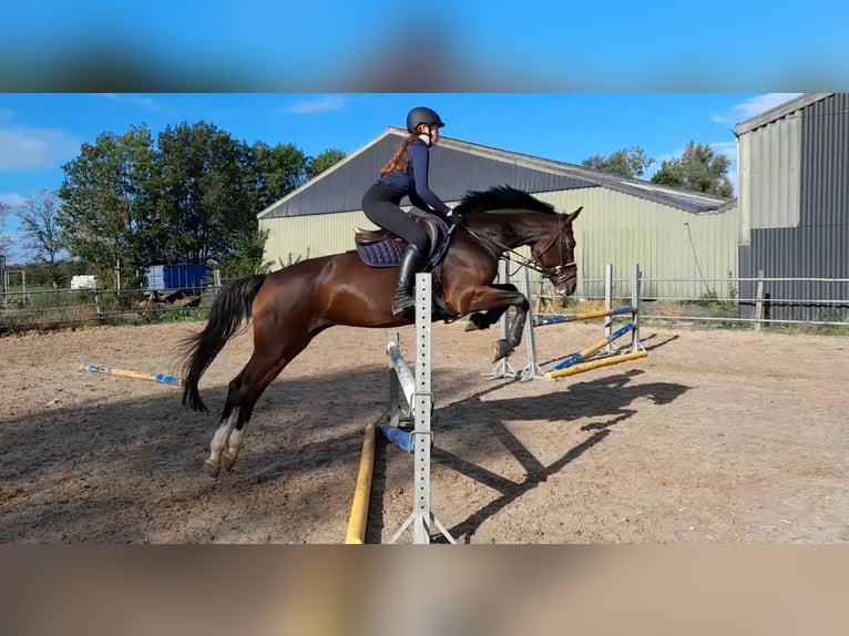 KWPN Giumenta 12 Anni 157 cm Baio in Kampen