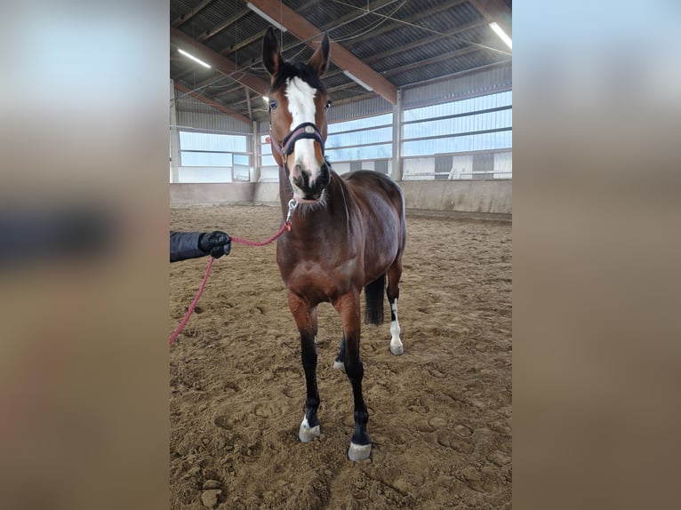 KWPN Giumenta 12 Anni 160 cm Baio in Leopoldshöhe