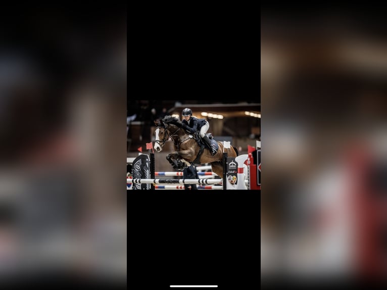 KWPN Giumenta 12 Anni 160 cm Baio ciliegia in Prague