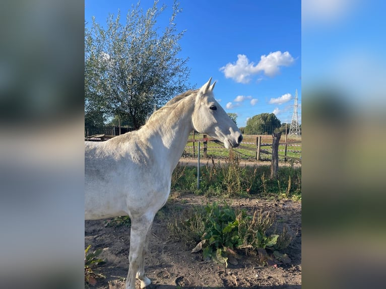 KWPN Giumenta 12 Anni 160 cm Grigio in Wommelgem