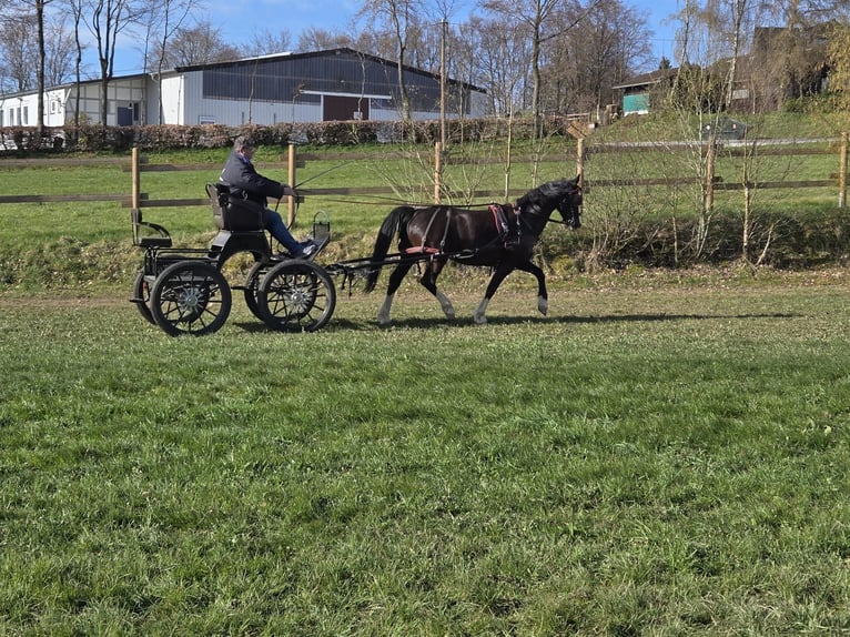 KWPN Giumenta 12 Anni 162 cm Morello in Simmerath