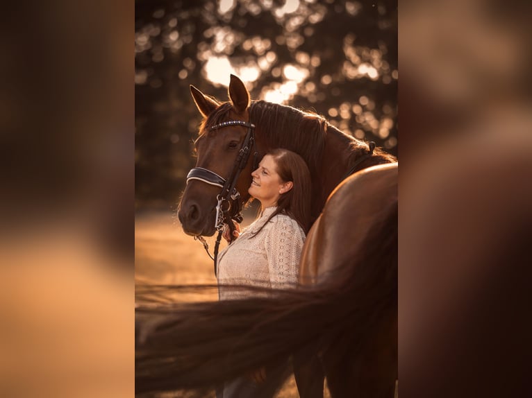 KWPN Giumenta 12 Anni 162 cm Sauro scuro in Maarheeze