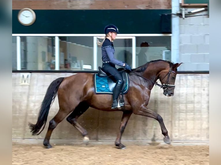 KWPN Giumenta 12 Anni 162 cm Sauro scuro in Maarheeze