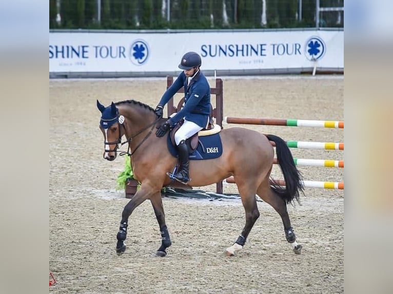 KWPN Giumenta 12 Anni 165 cm Baio in Graz Umgebung