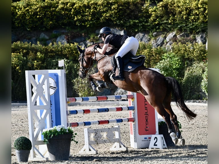 KWPN Giumenta 12 Anni 165 cm Baio in Graz Umgebung