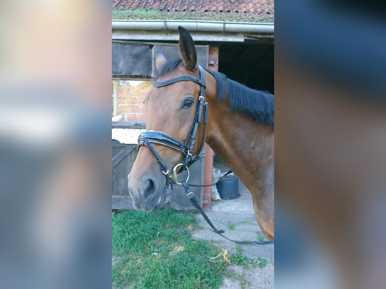 KWPN Giumenta 12 Anni 165 cm Baio in Uelsen