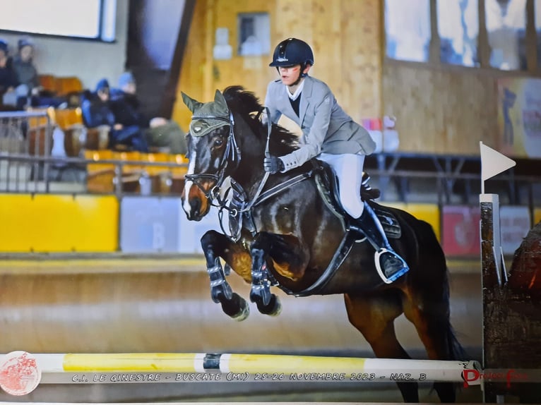 KWPN Giumenta 12 Anni 165 cm Baio scuro in Peschiera Borromeo