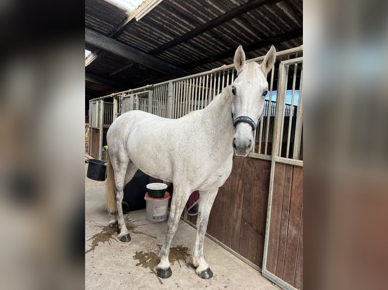 KWPN Giumenta 12 Anni 166 cm Grigio pezzato in Grefrath