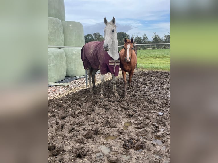 KWPN Giumenta 12 Anni 166 cm Grigio pezzato in Grefrath