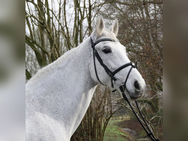 KWPN Giumenta 12 Anni 166 cm Grigio pezzato in Wachtendonk