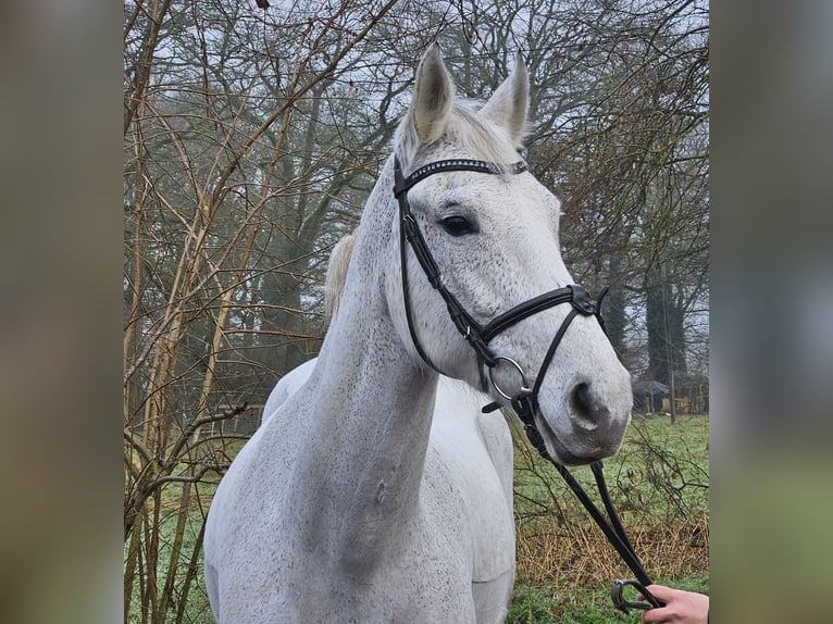 KWPN Giumenta 12 Anni 166 cm Grigio pezzato in Wachtendonk