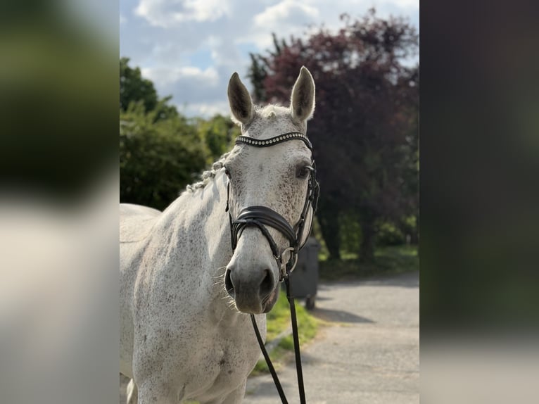 KWPN Giumenta 12 Anni 166 cm Grigio trotinato in Niederkassel