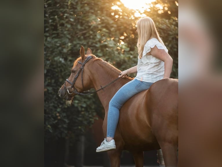 KWPN Giumenta 12 Anni 166 cm Sauro in Wachtendonk