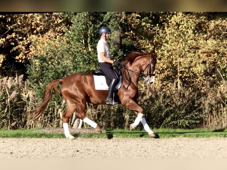 KWPN Giumenta 12 Anni 167 cm Sauro in Bree