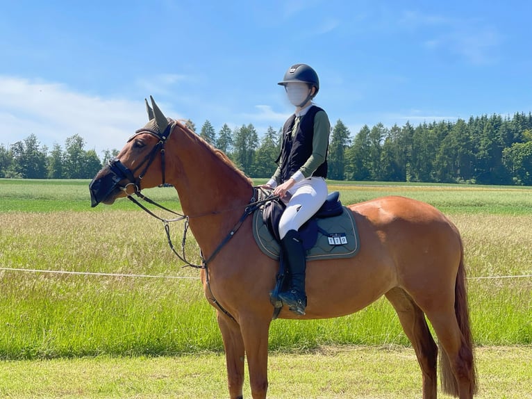 KWPN Giumenta 12 Anni 167 cm Sauro in Limburg an der Lahn