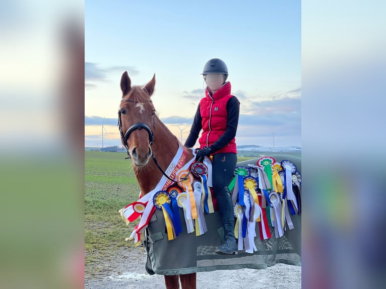 KWPN Giumenta 12 Anni 167 cm Sauro in Limburg an der Lahn