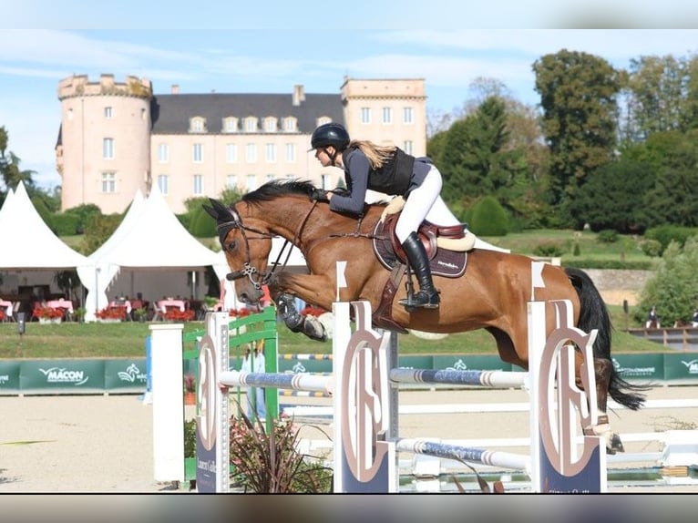 KWPN Giumenta 12 Anni 168 cm Baio in Grote Brogel