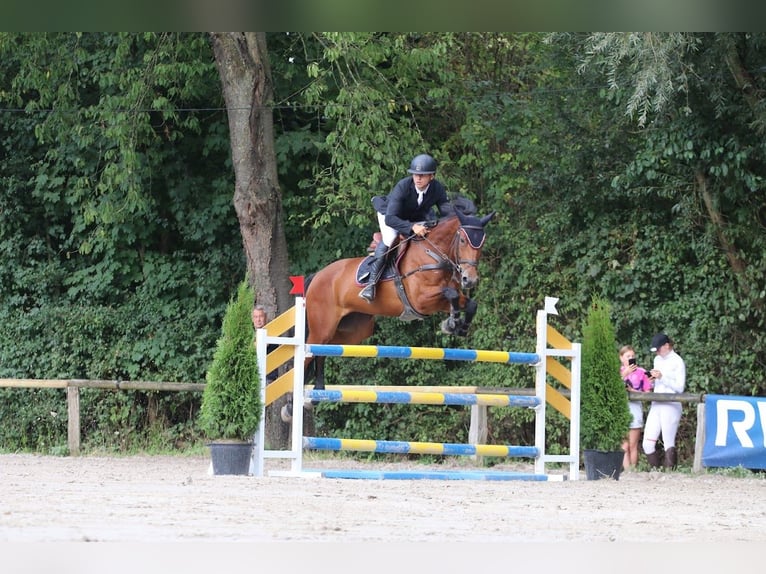 KWPN Giumenta 12 Anni 169 cm Baio in Heinsberg