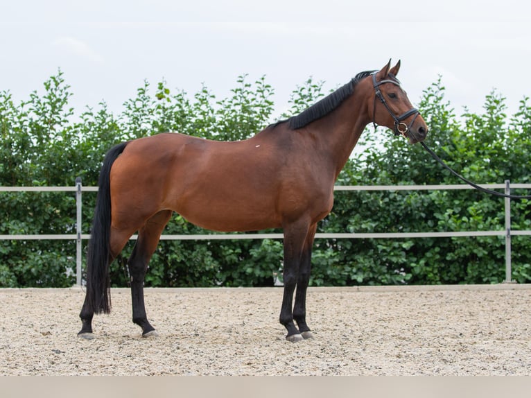 KWPN Giumenta 12 Anni 170 cm Baio in Lelystad