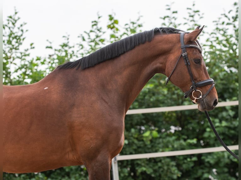 KWPN Giumenta 12 Anni 170 cm Baio in Lelystad