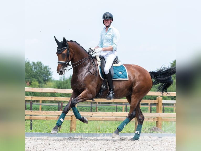 KWPN Giumenta 12 Anni 170 cm Baio in Valkenswaard