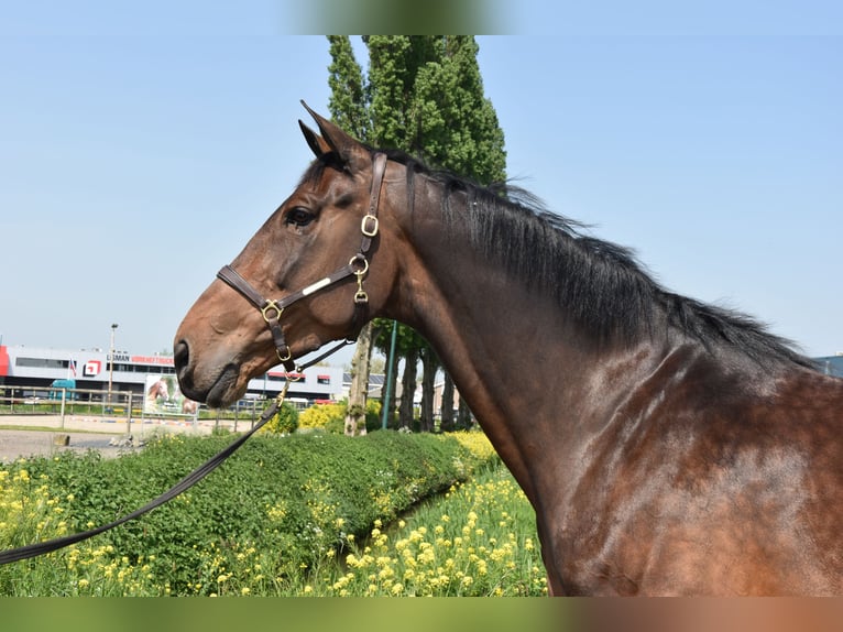 KWPN Giumenta 12 Anni 170 cm Baio in IJsselsteinein