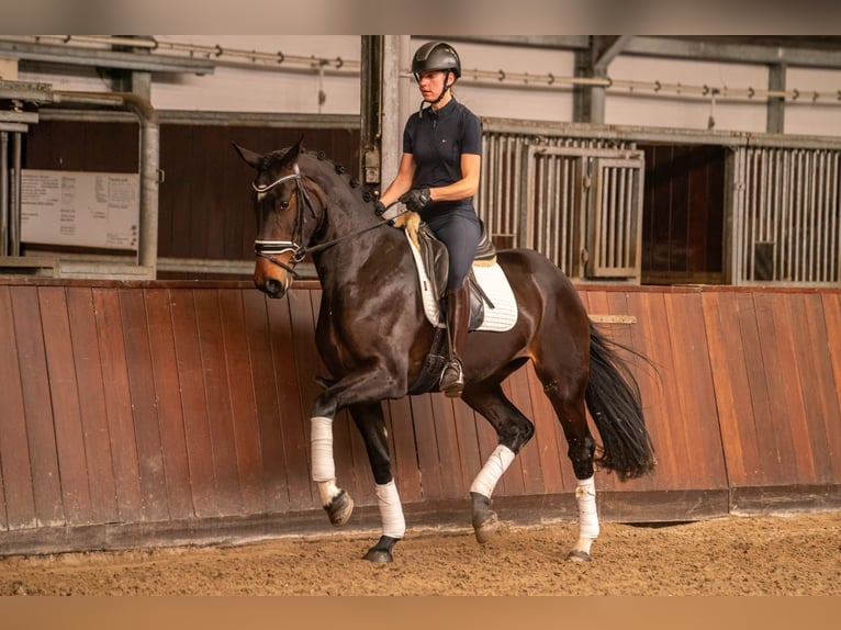KWPN Giumenta 12 Anni 170 cm Baio nero in Rijnsburg
