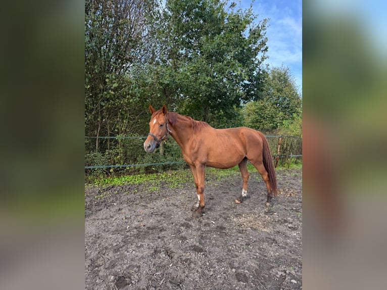 KWPN Giumenta 12 Anni 170 cm Sauro in Oosterhout