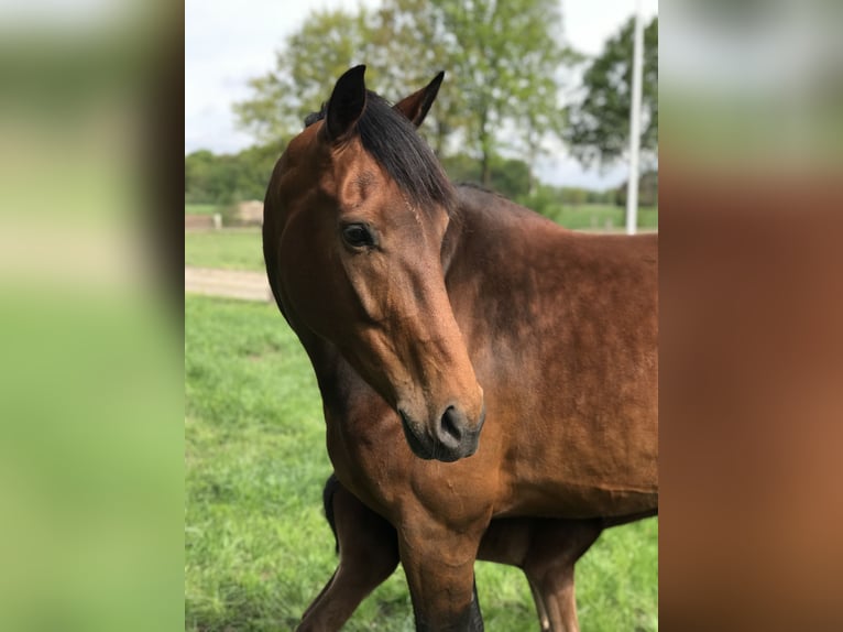 KWPN Giumenta 12 Anni 171 cm Baio in Bornerbroek