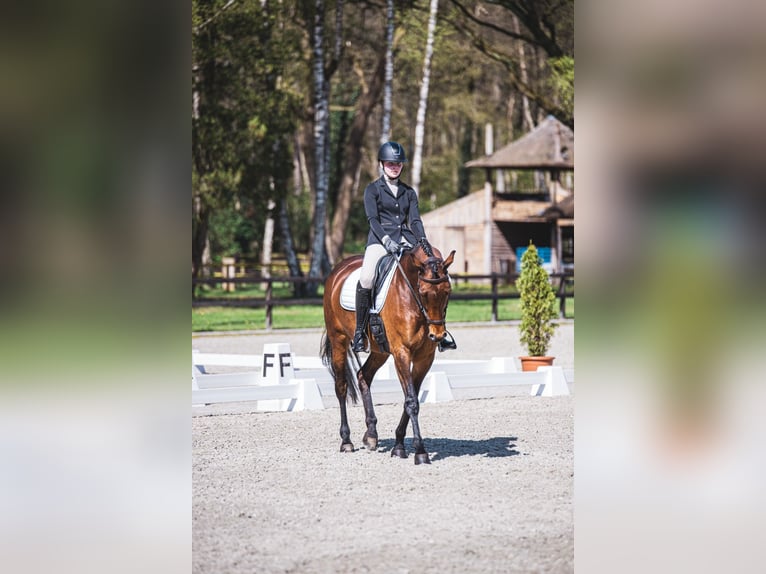 KWPN Giumenta 12 Anni 171 cm Baio in Bornerbroek