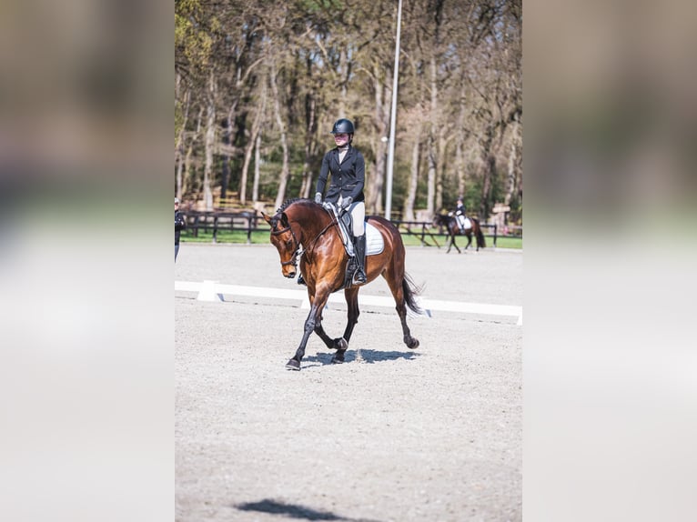 KWPN Giumenta 12 Anni 171 cm Baio in Bornerbroek