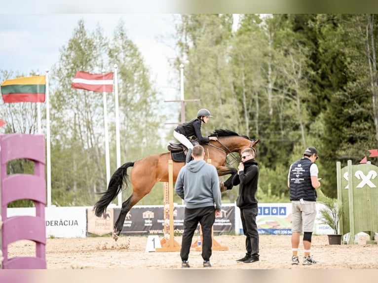 KWPN Giumenta 12 Anni 172 cm Baio ciliegia in Inčukalns ,Siguldas novads