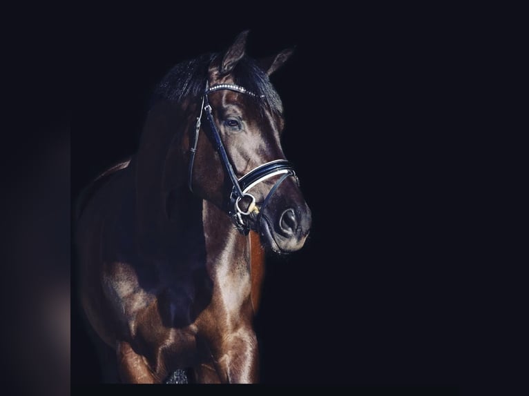 KWPN Giumenta 12 Anni 172 cm Baio nero in Dordrecht