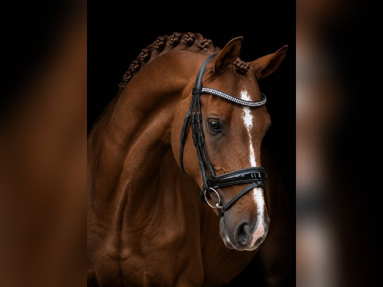 KWPN Giumenta 12 Anni 172 cm Sauro in Winschoten