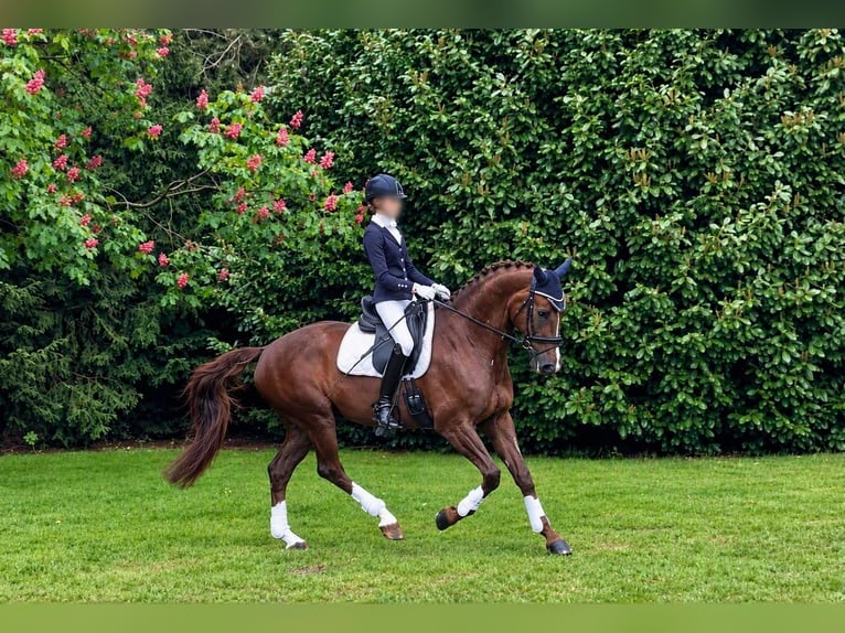 KWPN Giumenta 12 Anni 172 cm Sauro in Winschoten