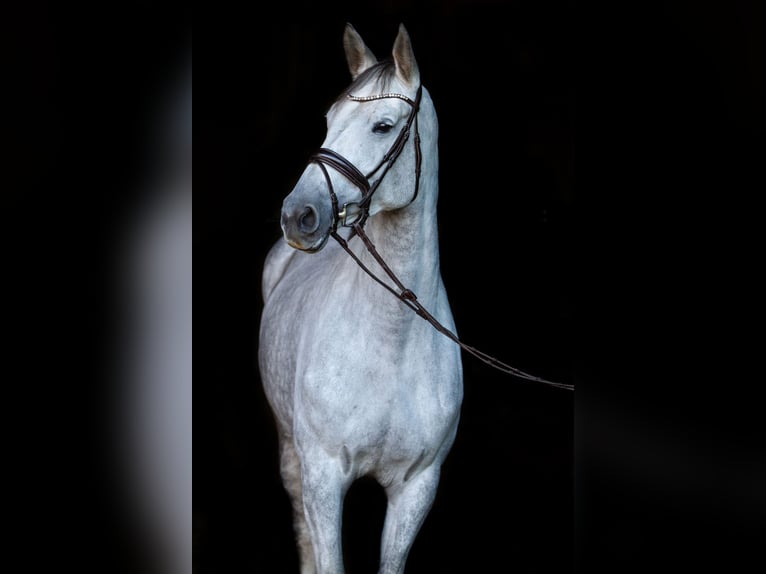 KWPN Giumenta 12 Anni 174 cm Grigio in Friesoythe