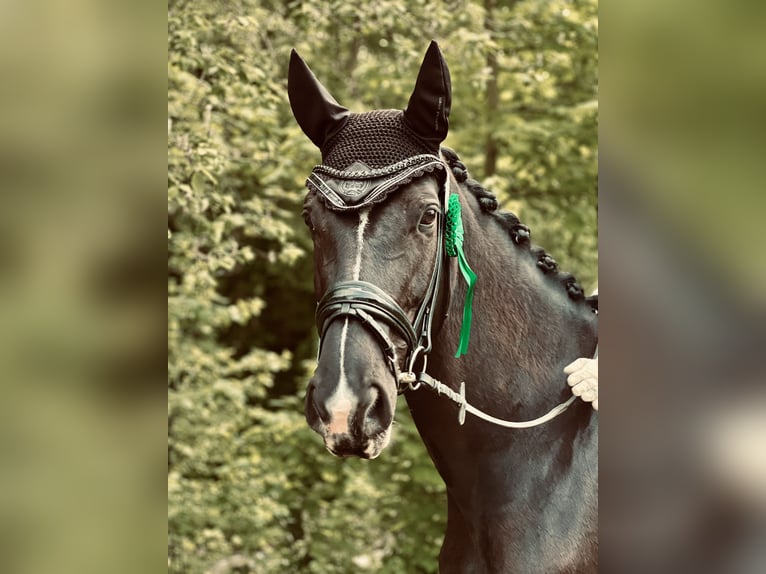 KWPN Giumenta 12 Anni 180 cm Baio nero in Hofheim am Taunus