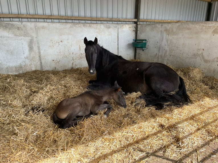 KWPN Giumenta 12 Anni Baio scuro in North Dorset