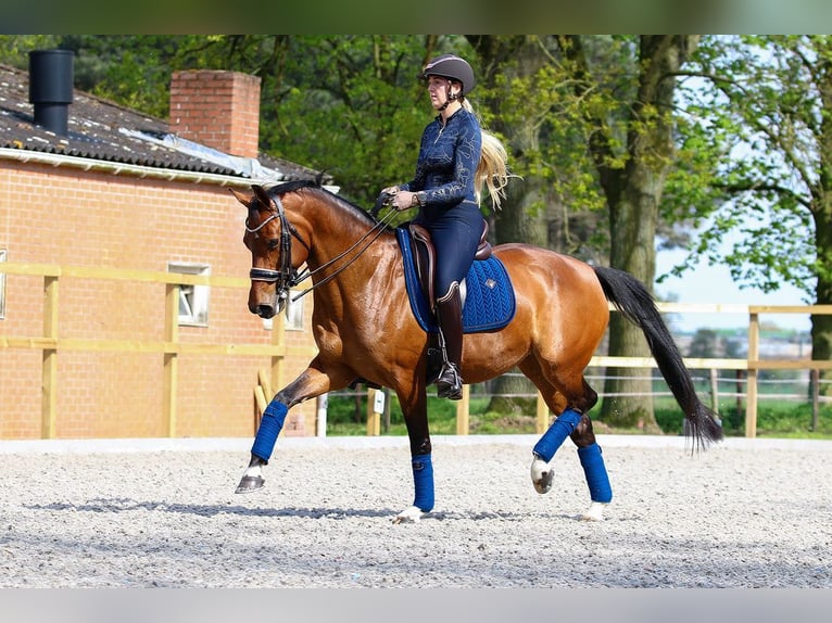 KWPN Giumenta 13 Anni 163 cm Baio in Lomm