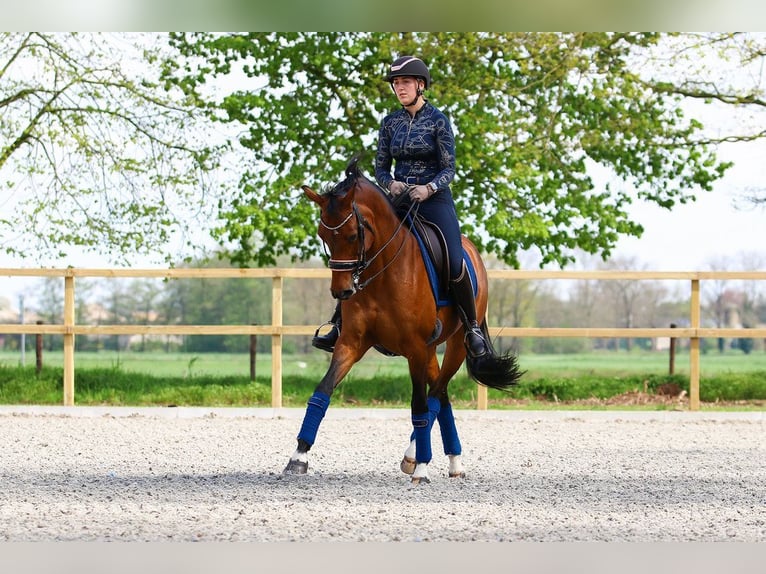 KWPN Giumenta 13 Anni 163 cm Baio in Lomm